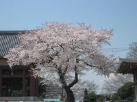 池上本門寺