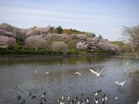 三ツ池公園