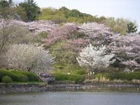 三ツ池公園
