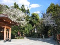 鶴岡八幡宮