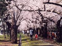 天津神社参道・桜並木