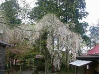 浄法寺の乳母桜