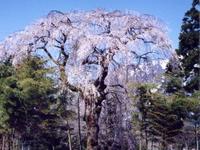 旧善正寺跡の枝垂れ桜