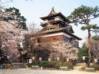 霞ヶ城公園・丸岡城の桜