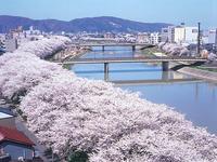 足羽川堤防の桜並木