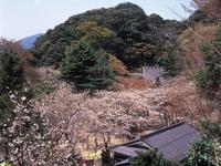 金崎宮・桜