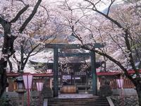 金崎宮・桜