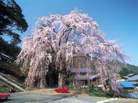 妙祐寺のしだれ桜