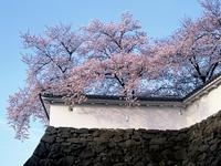 舞鶴城公園の桜