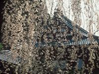 身延山久遠寺のしだれ桜