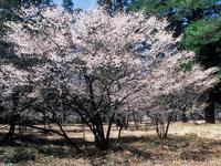 富士桜