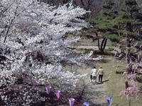 懐古園（小諸城址）