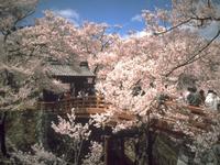 高遠城址公園
