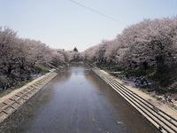 新境川・桜