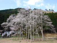 淡墨桜