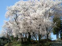 賀茂神社・お旅所の桜