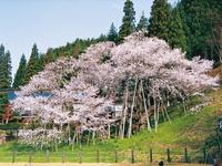 臥龍桜