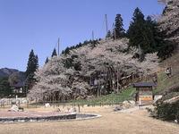 臥龍桜