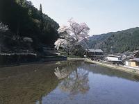 苗代桜