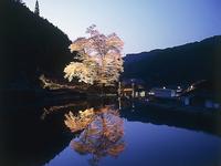 苗代桜