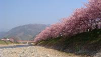 河津川堤防の桜並木