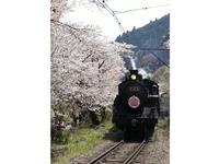 家山の桜トンネル