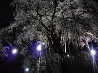 奥山田のしだれ桜