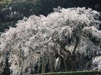 奥山田のしだれ桜