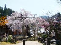 瑞龍寺のしだれ桜