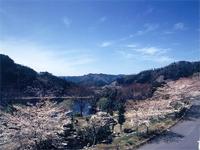君ヶ野公園の桜