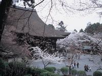 三井寺の桜