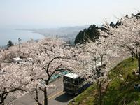 びわ湖バレイ・桜まつり