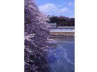 彦根城の桜
