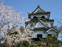 彦根城の桜