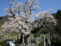 清水の桜