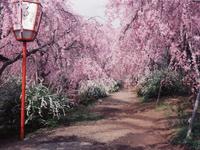 原谷苑の桜