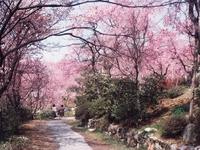 原谷苑の桜