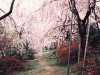 原谷苑の桜