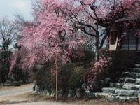 原谷苑の桜