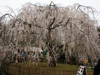 円山公園