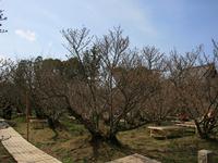 御室桜