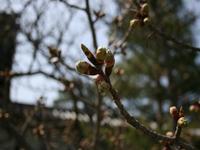 御室桜