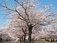 万博記念公園