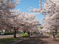 万博記念公園