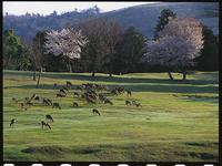 奈良公園