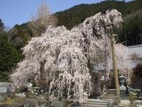 宝蔵寺のしだれ桜