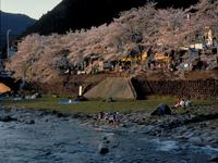 千代川土手の桜並木
