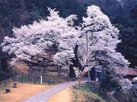 太平桜
