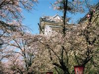 津山城跡(鶴山公園)の備中櫓と桜