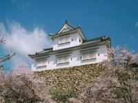 津山城跡(鶴山公園)の備中櫓と桜
